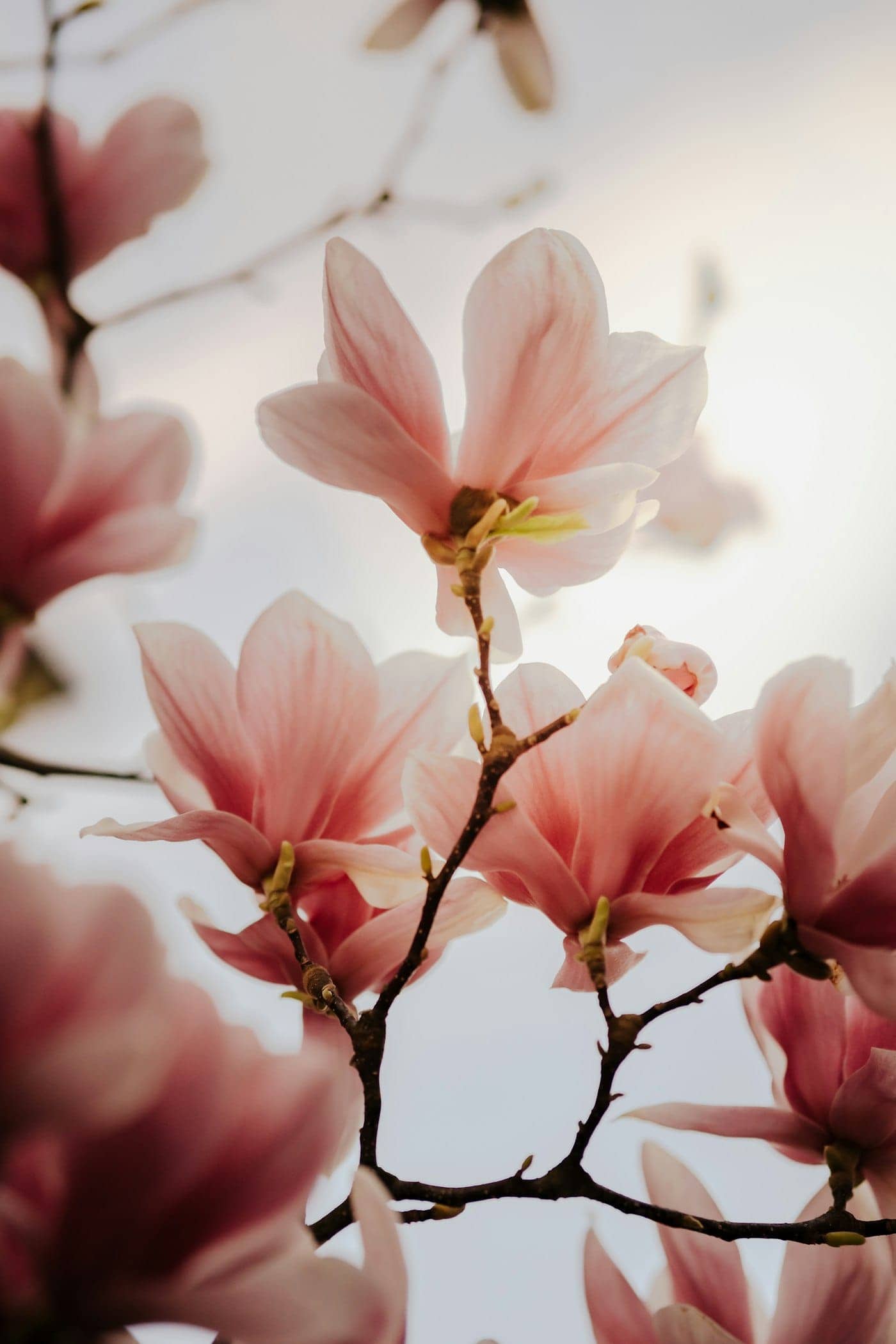 A magnolia blossom symbolizing remembrance and gentle healing